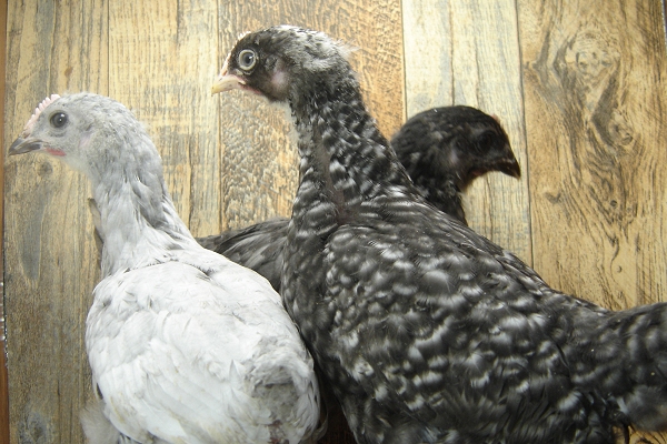 3 Pullet Chicks Week 4 - Lavendar Orpington, Barred Rock, & Steel Blue